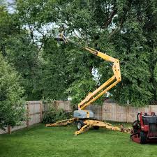 Best Root Management and Removal  in Schler Park, IL