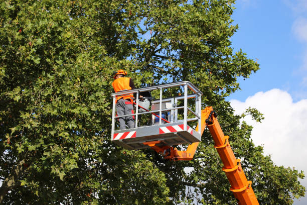 Best Tree Maintenance Programs  in Schler Park, IL