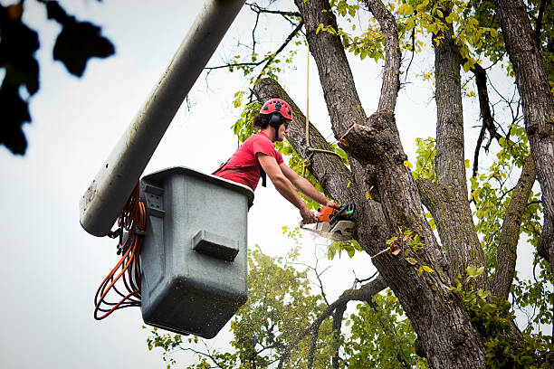 Best Stump Grinding and Removal  in Schler Park, IL