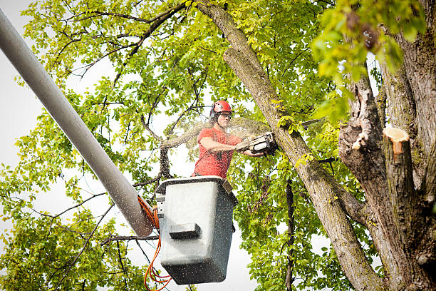 Best Tree Trimming and Pruning  in Schler Park, IL