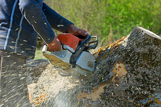 Best Seasonal Cleanup (Spring/Fall)  in Schler Park, IL